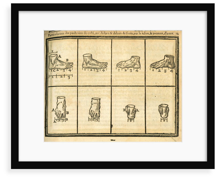 Proportions of the foot by unknown