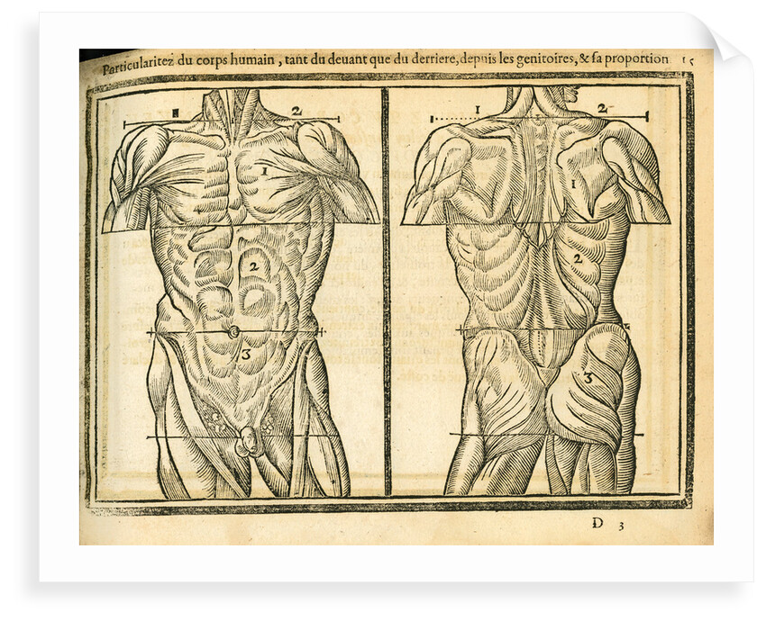 Male torso by unknown