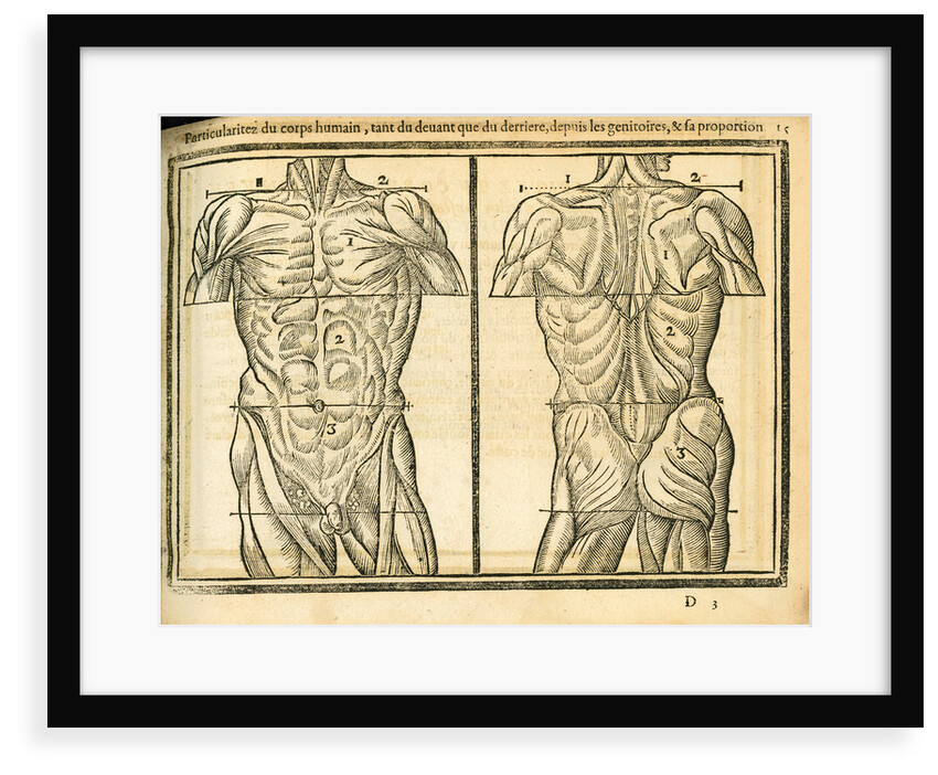Male torso by unknown