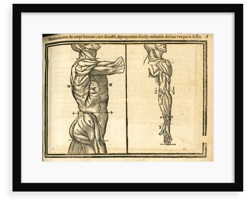 Side view of male torso and arm by unknown