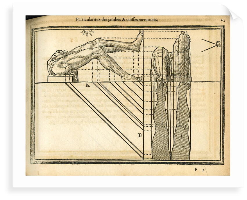 Proportions of the legs by unknown