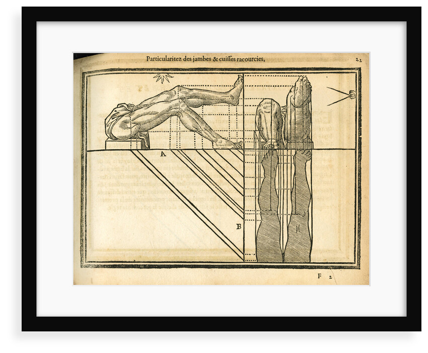 Proportions of the legs by unknown
