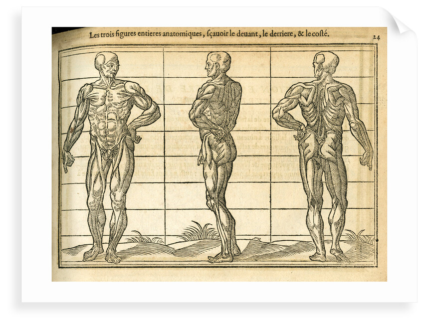 Three anatomical male figures by unknown