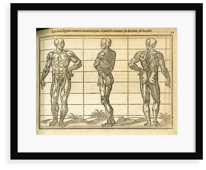 Three anatomical male figures by unknown