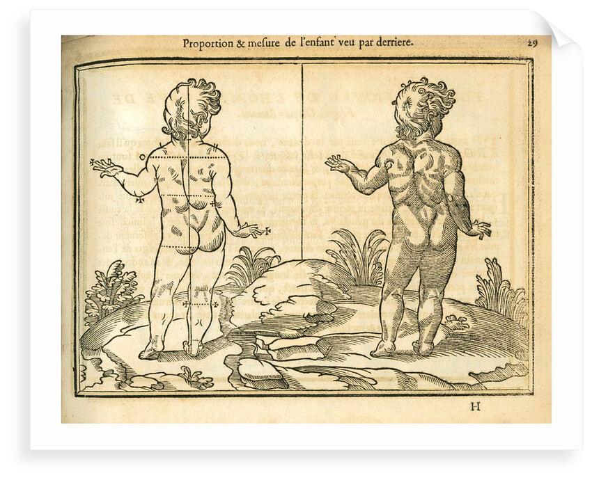 Proportions of a child (back view) by unknown