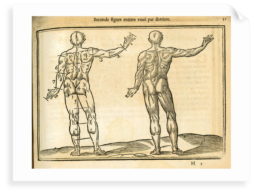 Proportions of a man (back view) by unknown