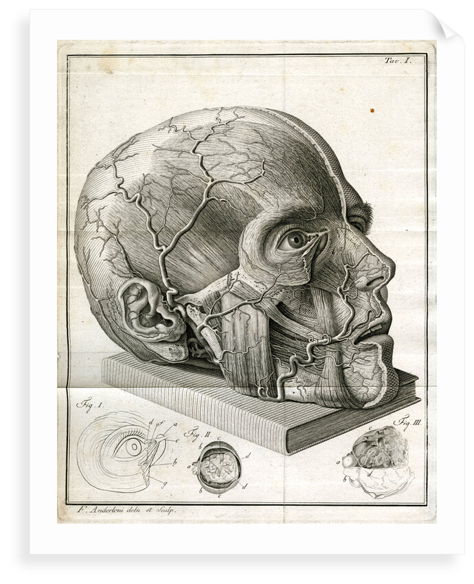 Human head and diagrams of the eye by Faustino Anderloni