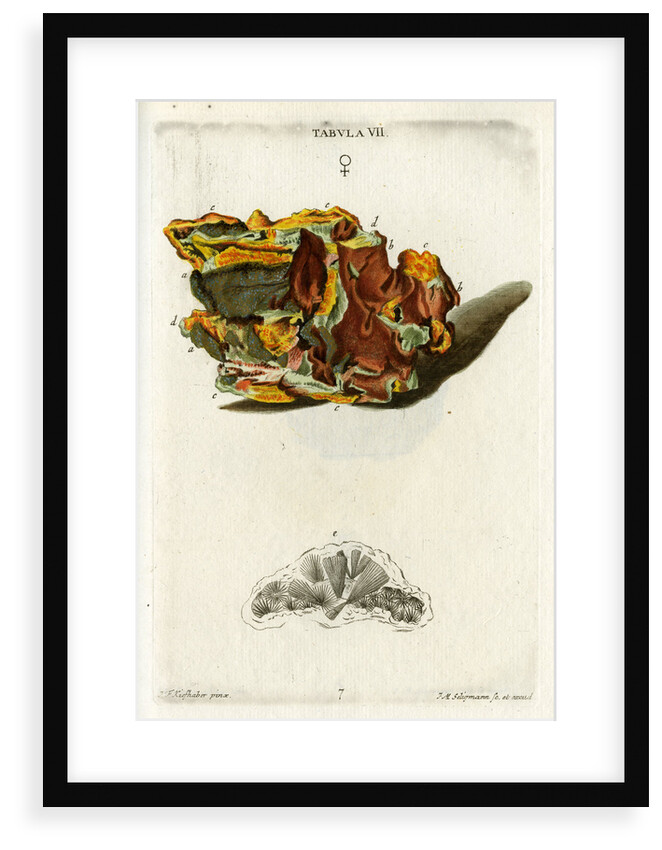Yellow Copper Pyrites by Johann Michael Seligmann