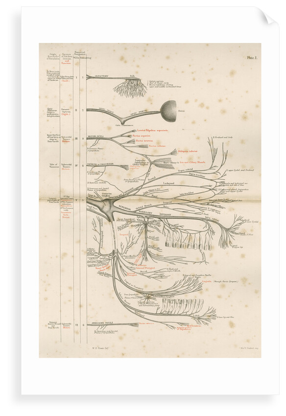 'The Cranial Nerves' by M & N Hanhart
