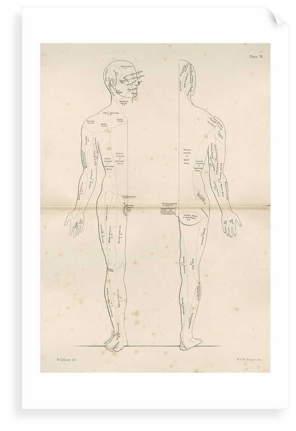 'Distribution of the Cranial Nerves' by M & N Hanhart