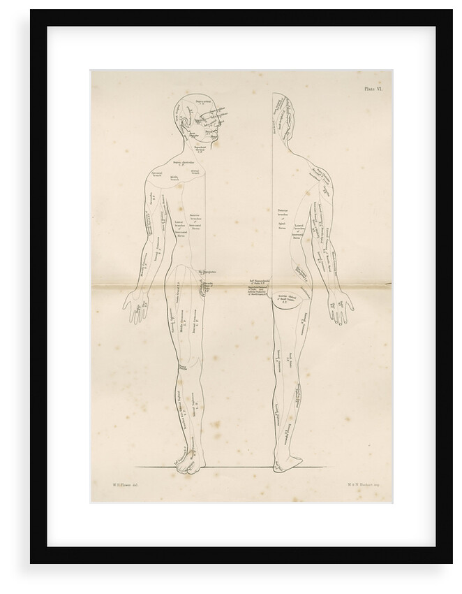 'Distribution of the Cranial Nerves' by M & N Hanhart