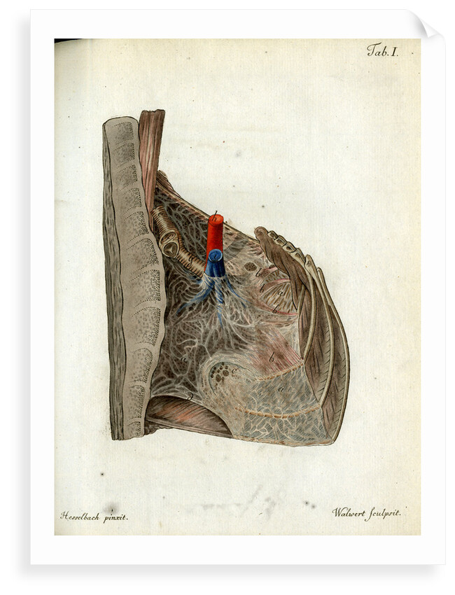 Serous membrane (lungs) by Walwert