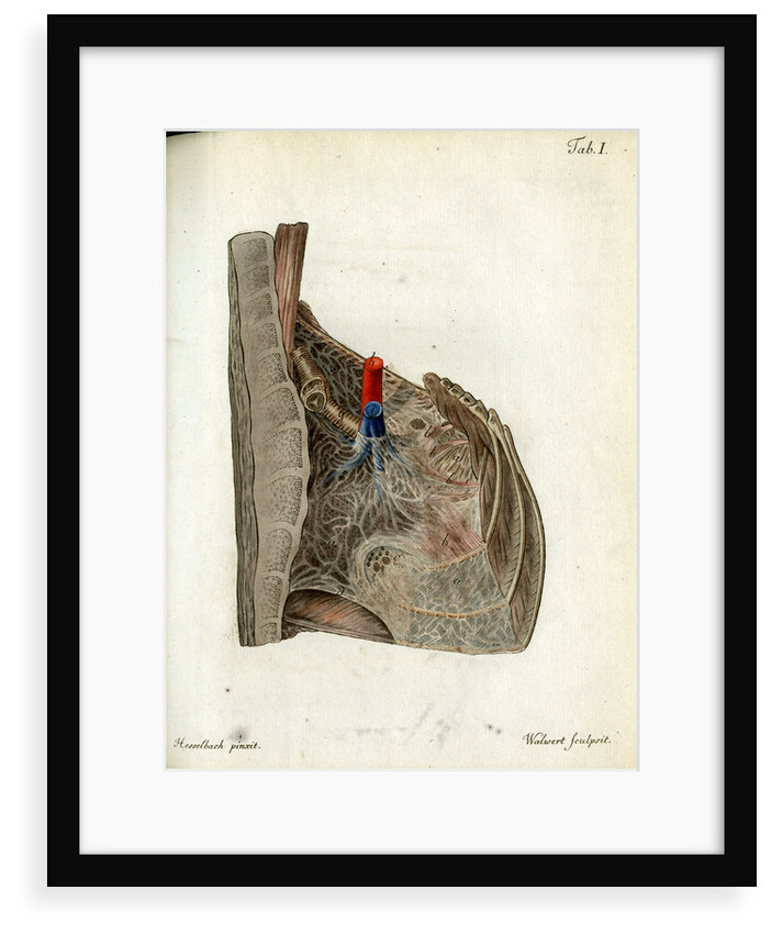 Serous membrane (lungs) by Walwert