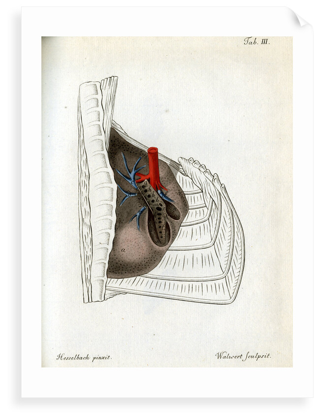 Lungs and pulmonary artery by Walwert