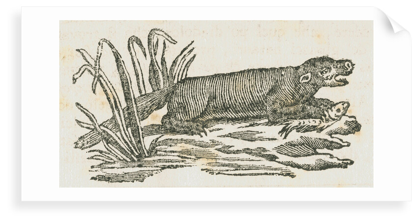 Mink [?] eating a fish by unknown
