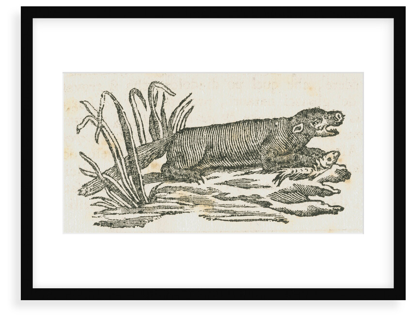 Mink [?] eating a fish by unknown
