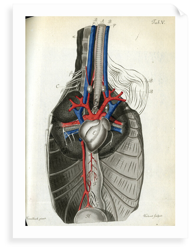 View of the chest cavity by Walwert
