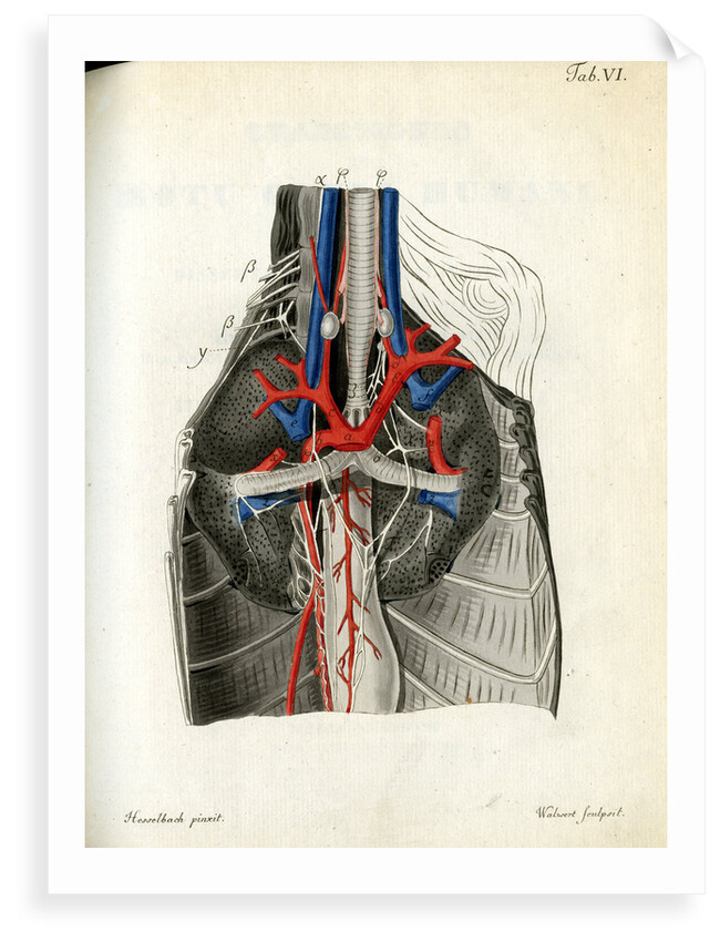Open chest cavity by Walwert