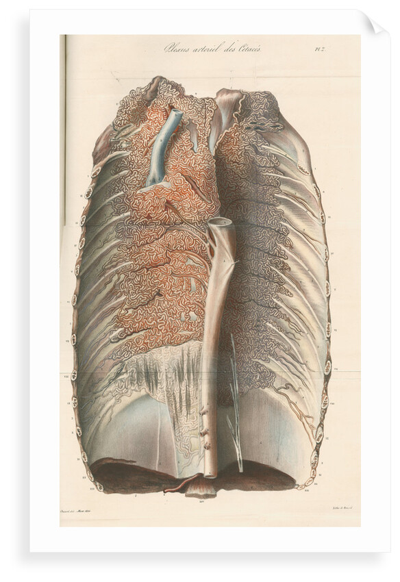 Dissected thorax of a porpoise by Antoine Toussaint de Chazal