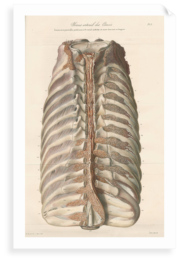 Dissected thorax of a porpoise by Antoine Toussaint de Chazal