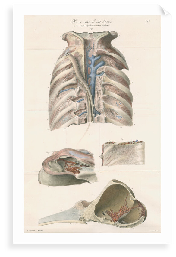 Dissected thorax and skull of a porpoise by Antoine Toussaint de Chazal