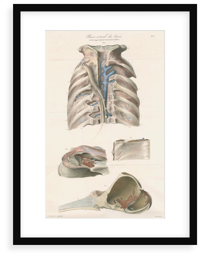 Dissected thorax and skull of a porpoise by Antoine Toussaint de Chazal
