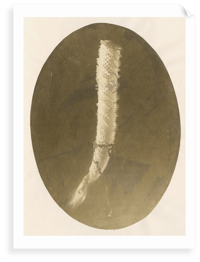 Venus's flower basket by unknown