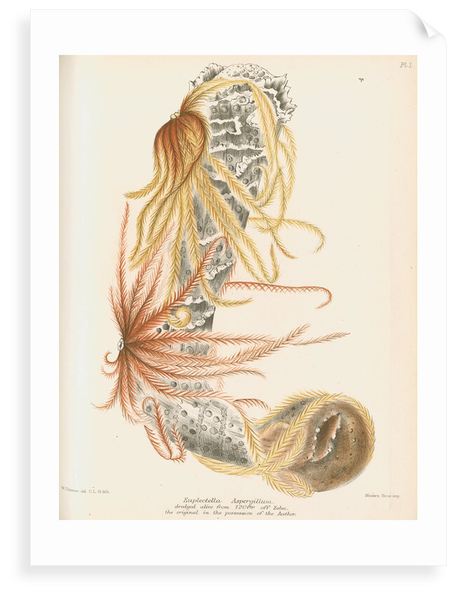 Venus's flower basket and starfish by C L G