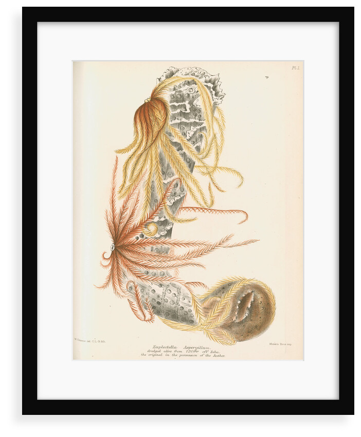 Venus's flower basket and starfish by C L G