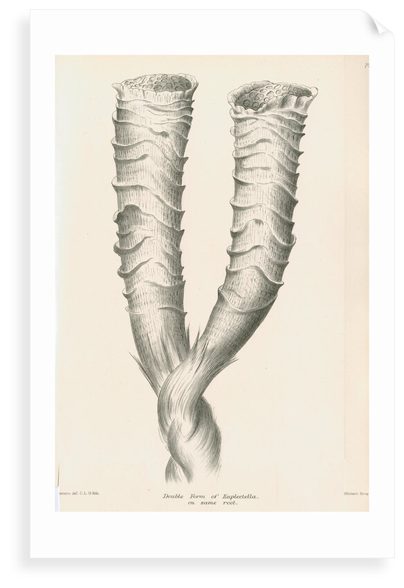 'Double form of Euplectella' [Venus's flower basket] by C L G