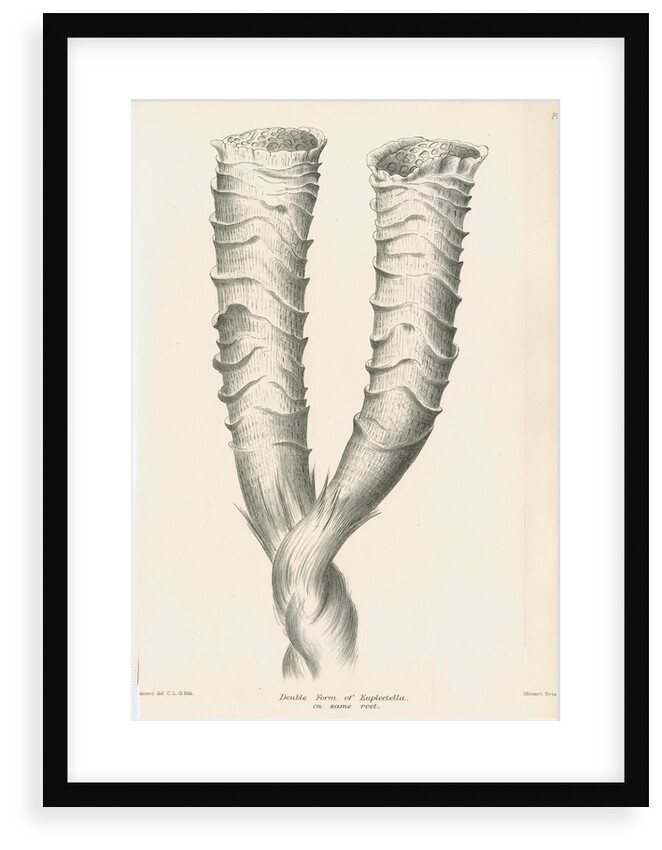 'Double form of Euplectella' [Venus's flower basket] by C L G
