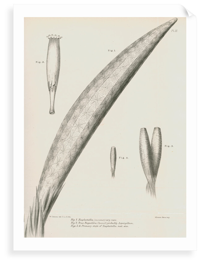 Specimens of Euplectella [Venus's flower basket] by C L G