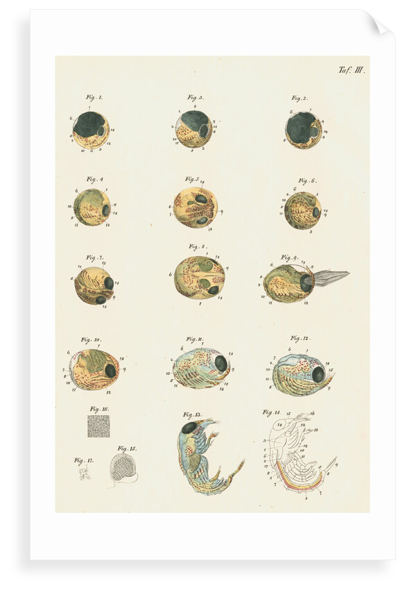 Lobster egg development by Michael Pius Erdl