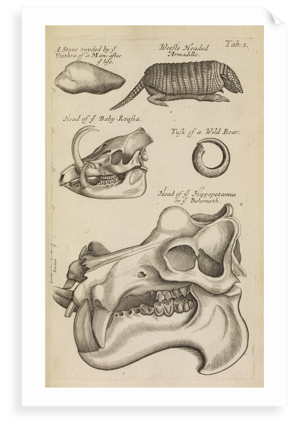A hippopotamus skull in the Royal Society's Repository by Anonymous