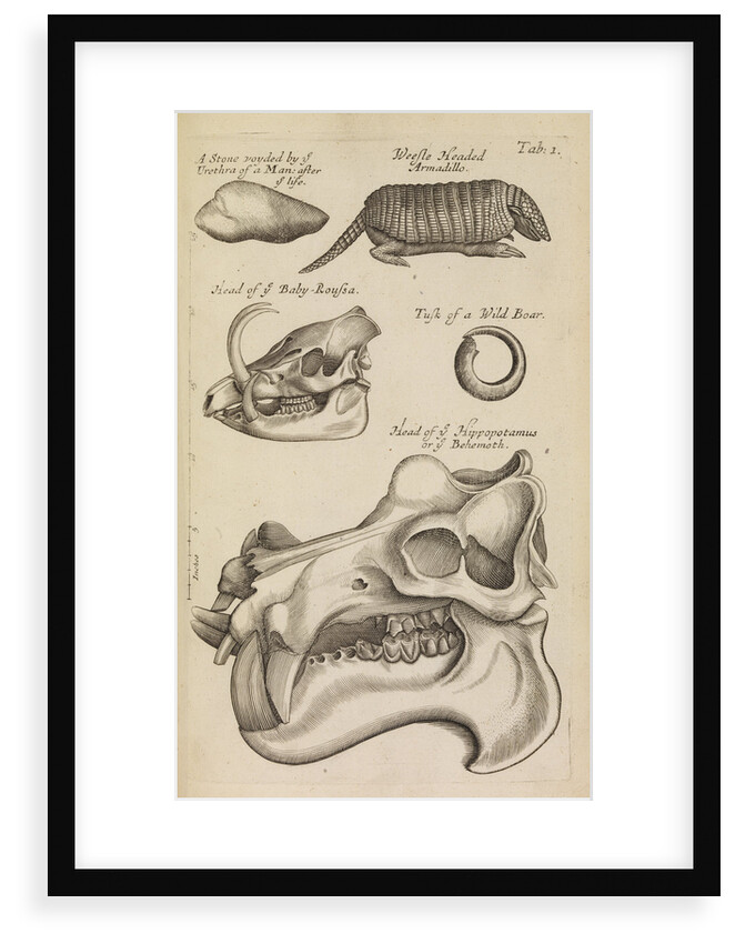 A hippopotamus skull in the Royal Society's Repository by Anonymous