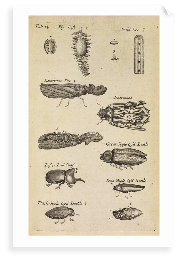 Insects in the Royal Society's Repository by Anonymous