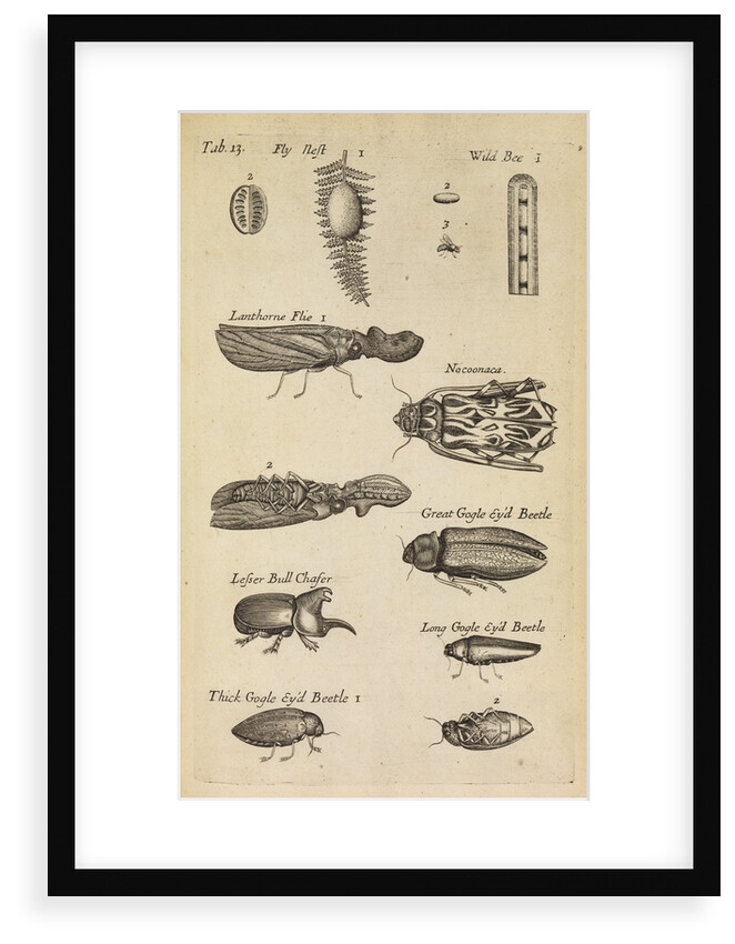 Insects in the Royal Society's Repository by Anonymous