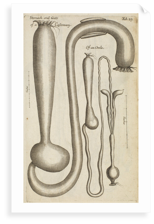 The stomach and guts of a cassowary and an owl by Anonymous