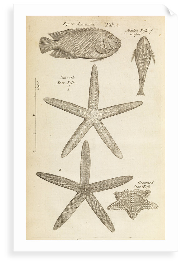 Fish and starfish in the Royal Society's Repository by Anonymous