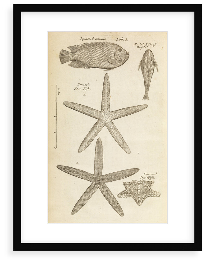 Fish and starfish in the Royal Society's Repository by Anonymous