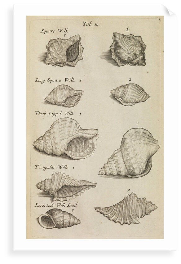 Whelk shells in the Royal Society's Repository by Anonymous