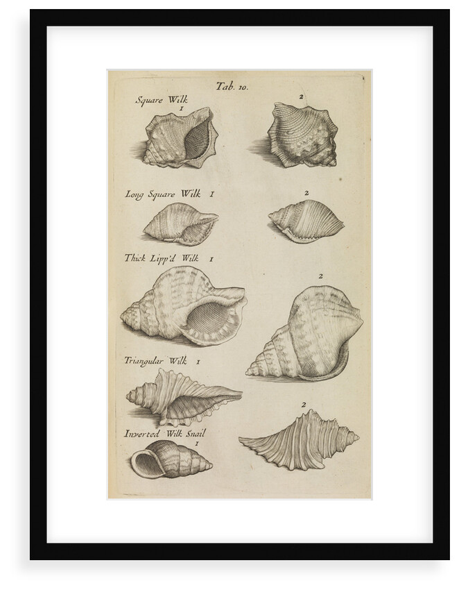 Whelk shells in the Royal Society's Repository by Anonymous