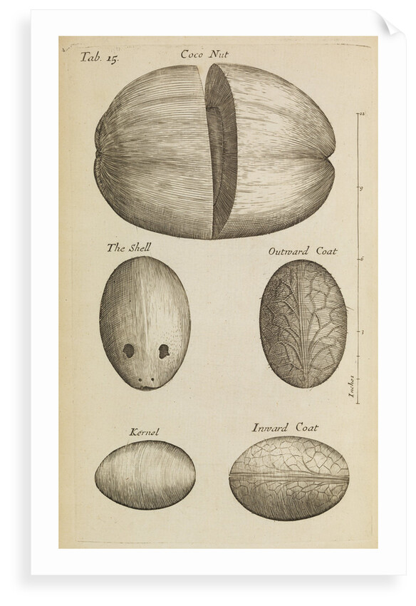 A coconut in the Royal Society's Repository by Anonymous