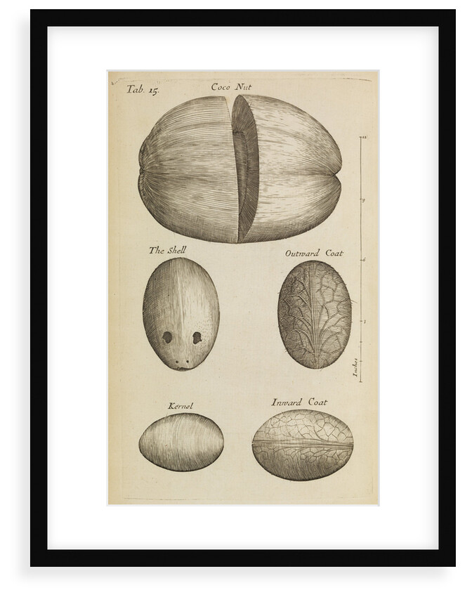 A coconut in the Royal Society's Repository by Anonymous