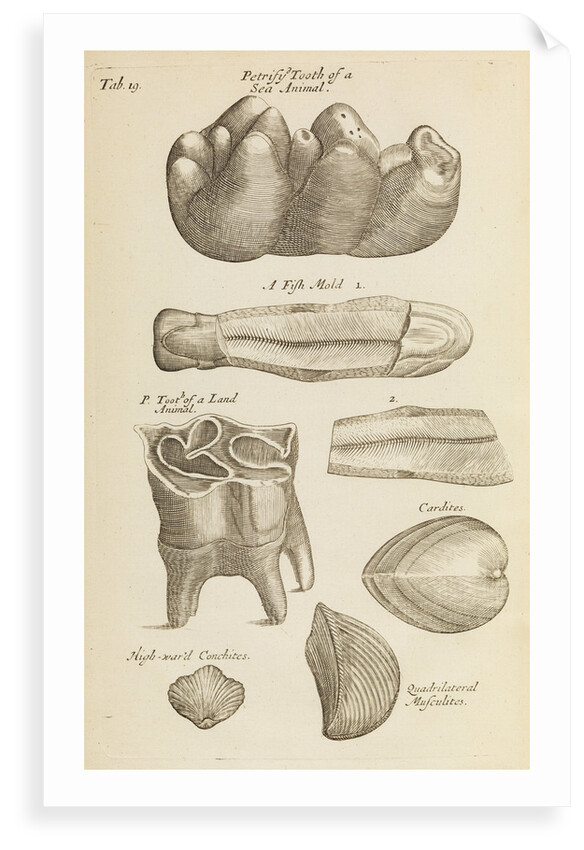 A 'petrified tooth' in the Royal Society's Repository by Anonymous