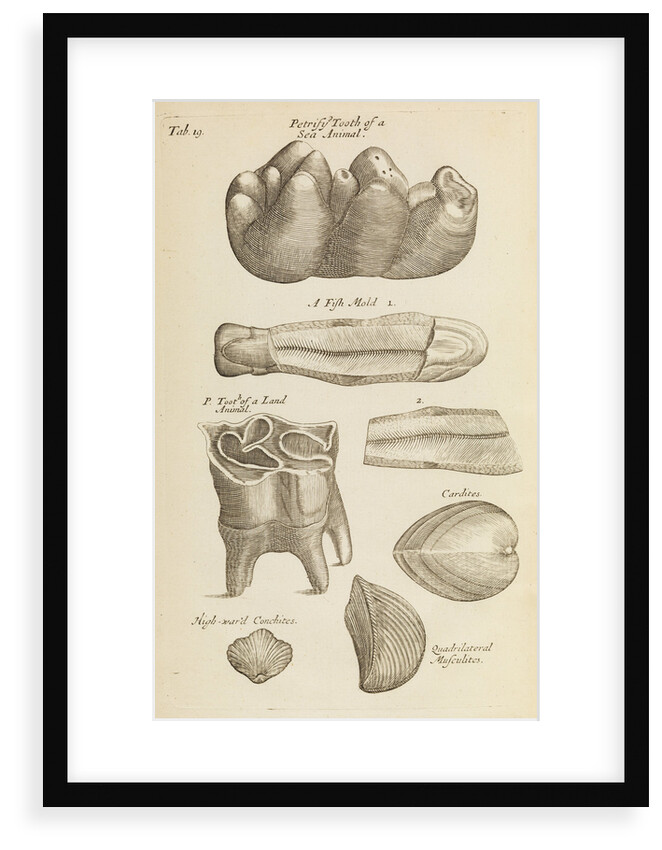 A 'petrified tooth' in the Royal Society's Repository by Anonymous