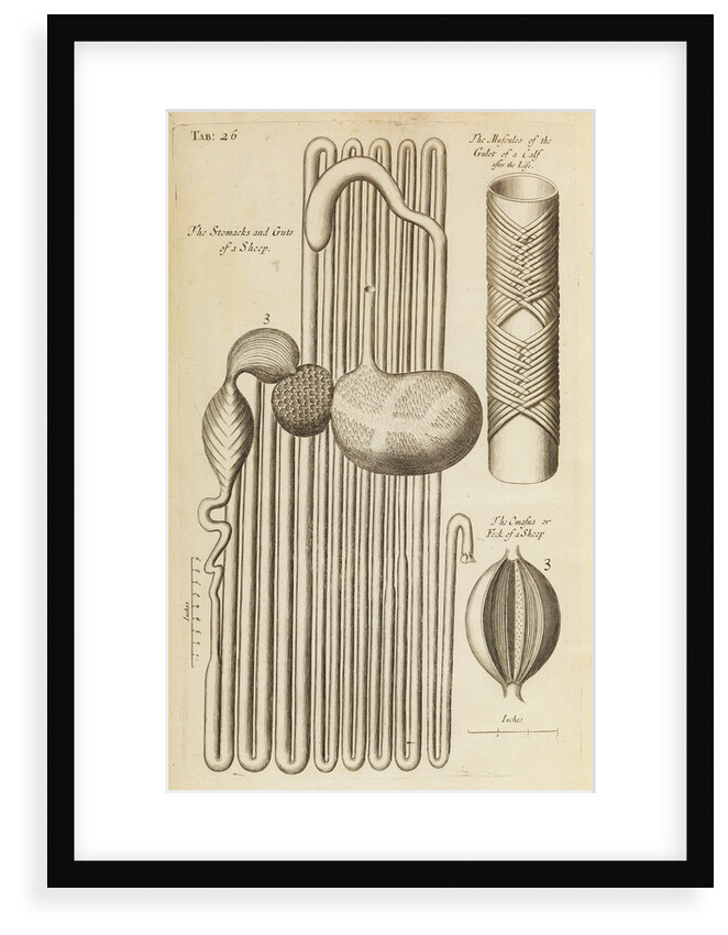 The stomach and guts of a sheep and the gullet of a calf by Anonymous
