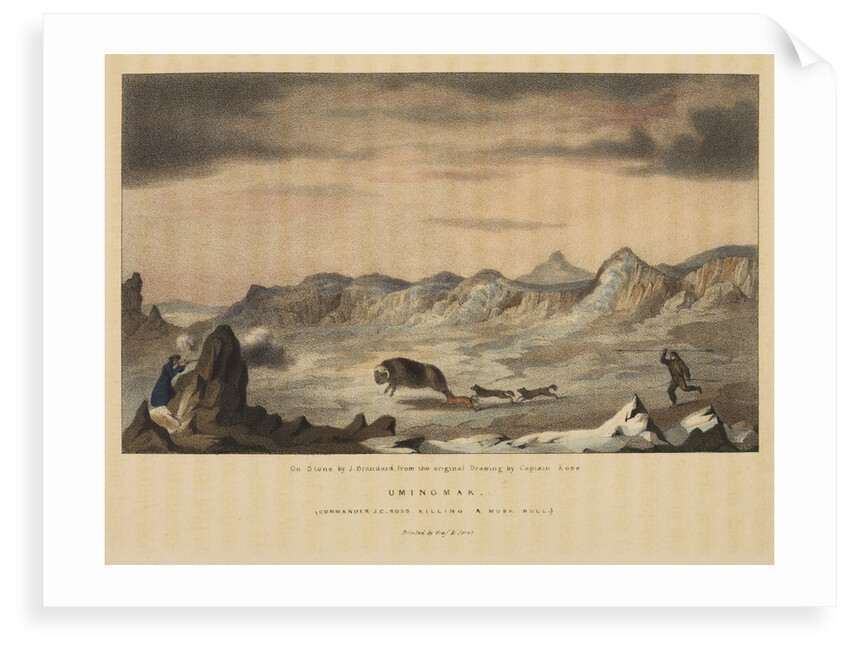 James Clark Ross killing a musk ox by John Brandard