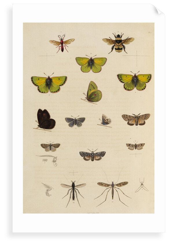 Insects of northern Canada by Anonymous