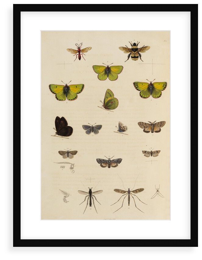 Insects of northern Canada by Anonymous